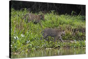 Jaguar, Pantanal, Mato Grosso, Brazil.-Sergio Pitamitz-Stretched Canvas