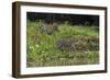 Jaguar, Pantanal, Mato Grosso, Brazil.-Sergio Pitamitz-Framed Photographic Print