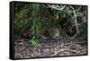 Jaguar, Pantanal, Mato Grosso, Brazil.-Sergio Pitamitz-Framed Stretched Canvas