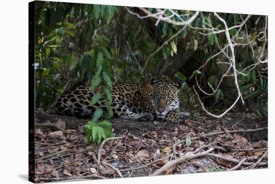 Jaguar, Pantanal, Mato Grosso, Brazil.-Sergio Pitamitz-Stretched Canvas