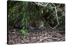 Jaguar, Pantanal, Mato Grosso, Brazil.-Sergio Pitamitz-Stretched Canvas