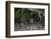 Jaguar, Pantanal, Mato Grosso, Brazil.-Sergio Pitamitz-Framed Photographic Print