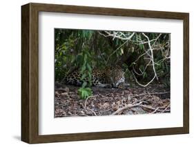 Jaguar, Pantanal, Mato Grosso, Brazil.-Sergio Pitamitz-Framed Photographic Print