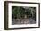 Jaguar, Pantanal, Mato Grosso, Brazil.-Sergio Pitamitz-Framed Photographic Print