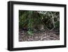 Jaguar, Pantanal, Mato Grosso, Brazil.-Sergio Pitamitz-Framed Photographic Print