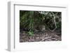 Jaguar, Pantanal, Mato Grosso, Brazil.-Sergio Pitamitz-Framed Photographic Print