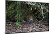 Jaguar, Pantanal, Mato Grosso, Brazil.-Sergio Pitamitz-Mounted Photographic Print