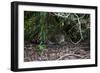 Jaguar, Pantanal, Mato Grosso, Brazil.-Sergio Pitamitz-Framed Photographic Print