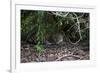 Jaguar, Pantanal, Mato Grosso, Brazil.-Sergio Pitamitz-Framed Photographic Print