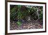 Jaguar, Pantanal, Mato Grosso, Brazil.-Sergio Pitamitz-Framed Photographic Print