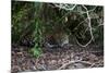 Jaguar, Pantanal, Mato Grosso, Brazil.-Sergio Pitamitz-Mounted Photographic Print