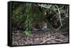 Jaguar, Pantanal, Mato Grosso, Brazil.-Sergio Pitamitz-Framed Stretched Canvas