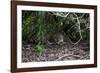 Jaguar, Pantanal, Mato Grosso, Brazil.-Sergio Pitamitz-Framed Photographic Print