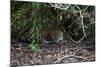 Jaguar, Pantanal, Mato Grosso, Brazil.-Sergio Pitamitz-Mounted Photographic Print