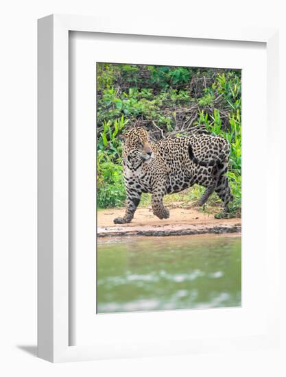 Jaguar (Panthera onca) at riverside, Pantanal Wetlands, Brazil-null-Framed Photographic Print