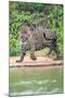 Jaguar (Panthera onca) at riverside, Pantanal Wetlands, Brazil-null-Mounted Photographic Print