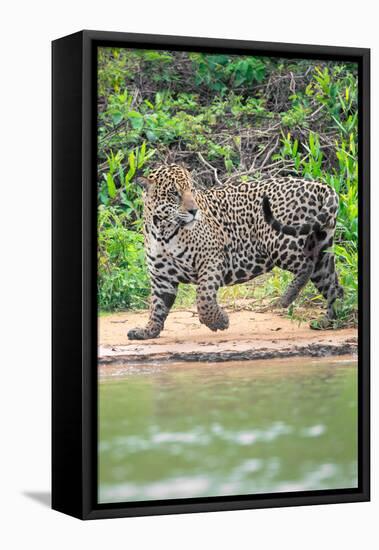 Jaguar (Panthera onca) at riverside, Pantanal Wetlands, Brazil-null-Framed Stretched Canvas