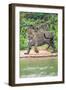 Jaguar (Panthera onca) at riverside, Pantanal Wetlands, Brazil-null-Framed Photographic Print