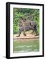 Jaguar (Panthera onca) at riverside, Pantanal Wetlands, Brazil-null-Framed Photographic Print