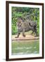 Jaguar (Panthera onca) at riverside, Pantanal Wetlands, Brazil-null-Framed Photographic Print