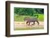 Jaguar (Panthera onca) at riverside, Pantanal Wetlands, Brazil-null-Framed Photographic Print