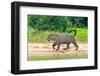 Jaguar (Panthera onca) at riverside, Pantanal Wetlands, Brazil-null-Framed Photographic Print