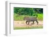 Jaguar (Panthera onca) at riverside, Pantanal Wetlands, Brazil-null-Framed Photographic Print