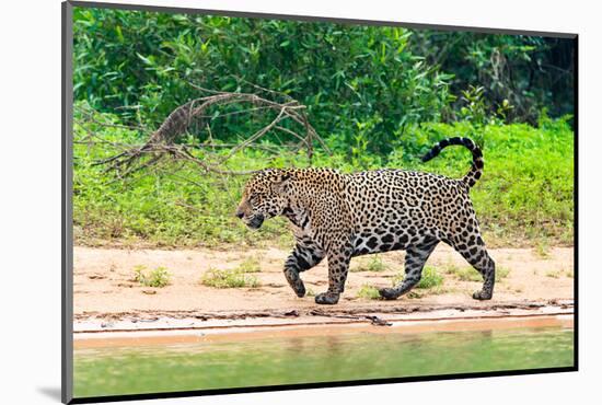 Jaguar (Panthera onca) at riverside, Pantanal Wetlands, Brazil-null-Mounted Photographic Print