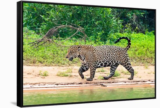 Jaguar (Panthera onca) at riverside, Pantanal Wetlands, Brazil-null-Framed Stretched Canvas