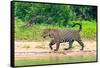 Jaguar (Panthera onca) at riverside, Pantanal Wetlands, Brazil-null-Framed Stretched Canvas