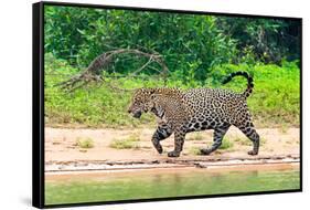 Jaguar (Panthera onca) at riverside, Pantanal Wetlands, Brazil-null-Framed Stretched Canvas
