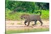 Jaguar (Panthera onca) at riverside, Pantanal Wetlands, Brazil-null-Stretched Canvas