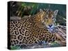 Jaguar (Panthera Onca), Central America Jaguar (Panthera Onca) Linnaeus, Costa Rica-Andres Morya Hinojosa-Stretched Canvas