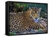 Jaguar (Panthera Onca), Central America Jaguar (Panthera Onca) Linnaeus, Costa Rica-Andres Morya Hinojosa-Framed Stretched Canvas