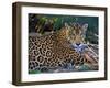 Jaguar (Panthera Onca), Central America Jaguar (Panthera Onca) Linnaeus, Costa Rica-Andres Morya Hinojosa-Framed Premium Photographic Print