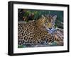 Jaguar (Panthera Onca), Central America Jaguar (Panthera Onca) Linnaeus, Costa Rica-Andres Morya Hinojosa-Framed Premium Photographic Print