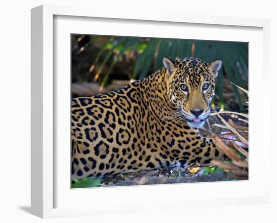 Jaguar (Panthera Onca), Central America Jaguar (Panthera Onca) Linnaeus, Costa Rica-Andres Morya Hinojosa-Framed Premium Photographic Print