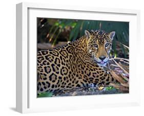 Jaguar (Panthera Onca), Central America Jaguar (Panthera Onca) Linnaeus, Costa Rica-Andres Morya Hinojosa-Framed Premium Photographic Print