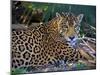 Jaguar (Panthera Onca), Central America Jaguar (Panthera Onca) Linnaeus, Costa Rica-Andres Morya Hinojosa-Mounted Premium Photographic Print