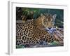 Jaguar (Panthera Onca), Central America Jaguar (Panthera Onca) Linnaeus, Costa Rica-Andres Morya Hinojosa-Framed Photographic Print