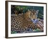 Jaguar (Panthera Onca), Central America Jaguar (Panthera Onca) Linnaeus, Costa Rica-Andres Morya Hinojosa-Framed Photographic Print