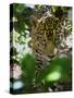 Jaguar (Panthera Onca), Central America Jaguar (Panthera Onca) Linnaeus, Costa Rica-Andres Morya Hinojosa-Stretched Canvas
