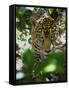 Jaguar (Panthera Onca), Central America Jaguar (Panthera Onca) Linnaeus, Costa Rica-Andres Morya Hinojosa-Framed Stretched Canvas