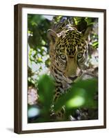 Jaguar (Panthera Onca), Central America Jaguar (Panthera Onca) Linnaeus, Costa Rica-Andres Morya Hinojosa-Framed Premium Photographic Print