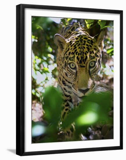 Jaguar (Panthera Onca), Central America Jaguar (Panthera Onca) Linnaeus, Costa Rica-Andres Morya Hinojosa-Framed Premium Photographic Print