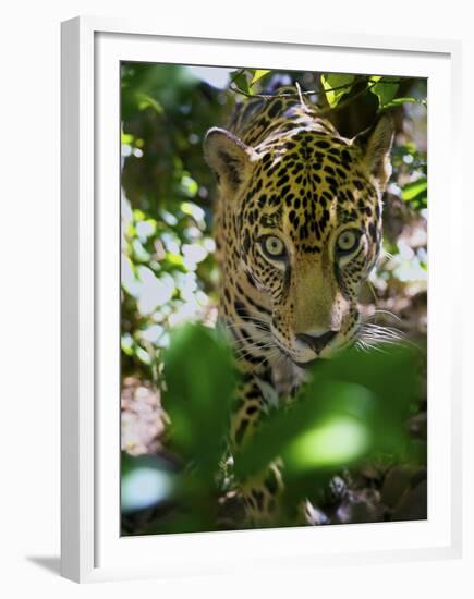 Jaguar (Panthera Onca), Central America Jaguar (Panthera Onca) Linnaeus, Costa Rica-Andres Morya Hinojosa-Framed Premium Photographic Print