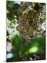 Jaguar (Panthera Onca), Central America Jaguar (Panthera Onca) Linnaeus, Costa Rica-Andres Morya Hinojosa-Mounted Premium Photographic Print