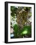 Jaguar (Panthera Onca), Central America Jaguar (Panthera Onca) Linnaeus, Costa Rica-Andres Morya Hinojosa-Framed Photographic Print