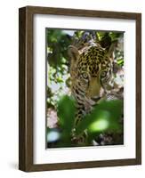 Jaguar (Panthera Onca), Central America Jaguar (Panthera Onca) Linnaeus, Costa Rica-Andres Morya Hinojosa-Framed Photographic Print