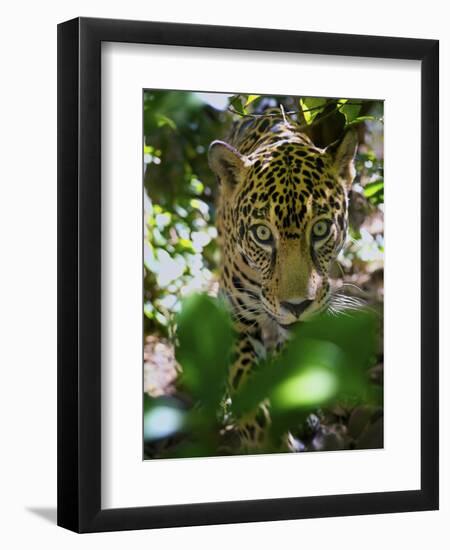 Jaguar (Panthera Onca), Central America Jaguar (Panthera Onca) Linnaeus, Costa Rica-Andres Morya Hinojosa-Framed Photographic Print